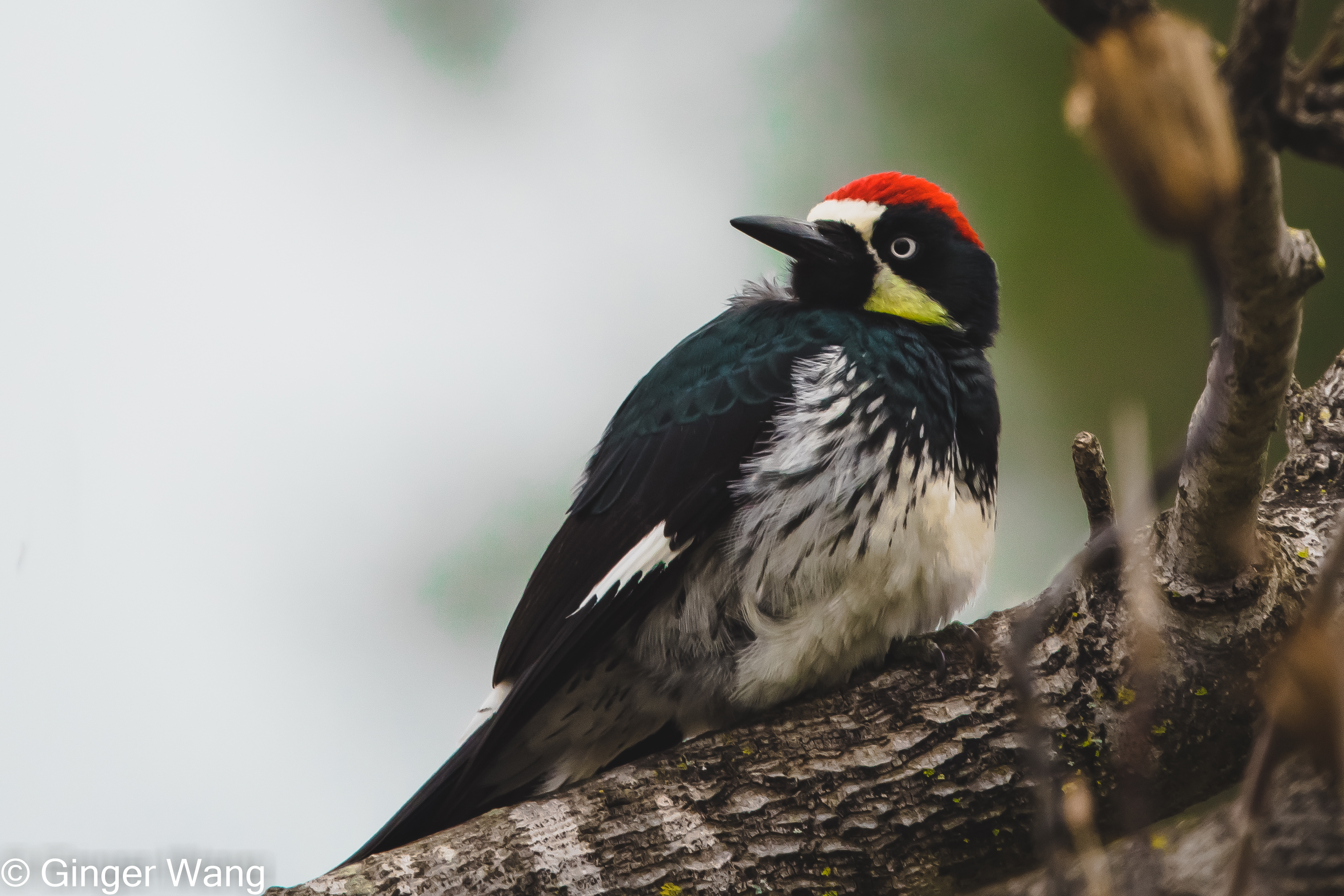 Acorn woodpecker