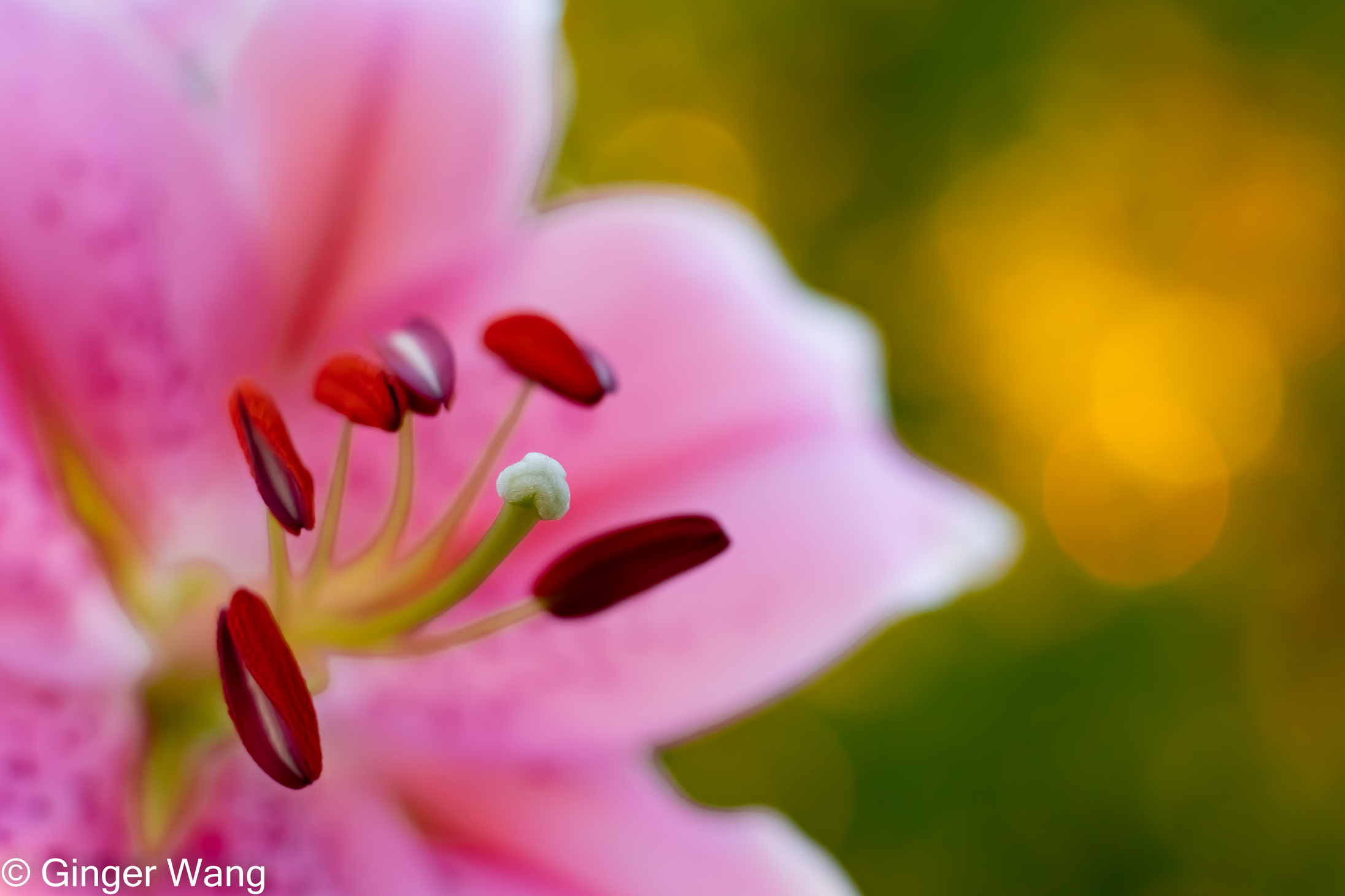 Oriental lily