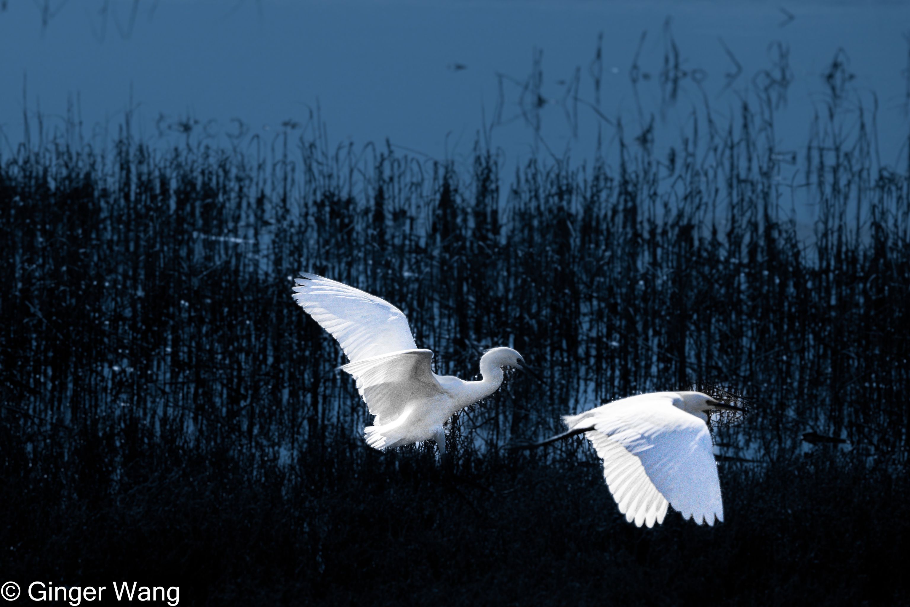 Egrets